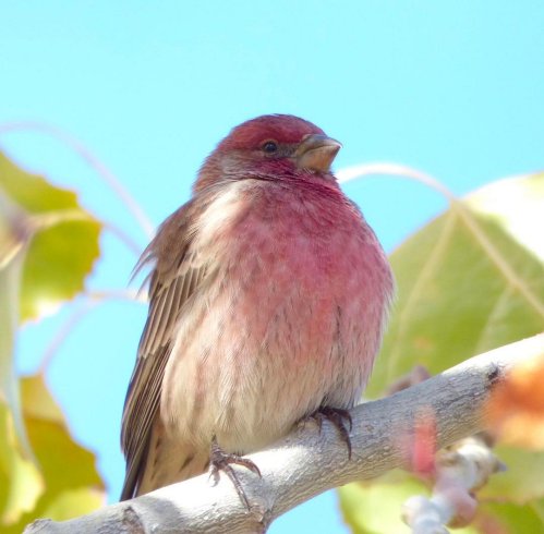 A small bird with a rosy red head and chest perched on a branch, surrounded by green leaves against a blue sky.