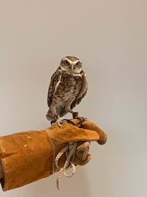 A small owl perched on a gloved hand, with a neutral background. The owl has distinctive markings and a curious expression.