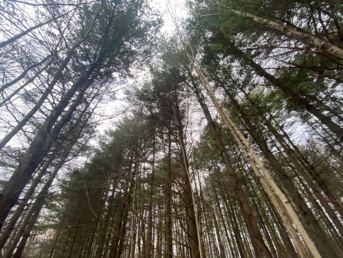 Looking up at tall trees in a dense forest, with a cloudy sky visible through the branches.