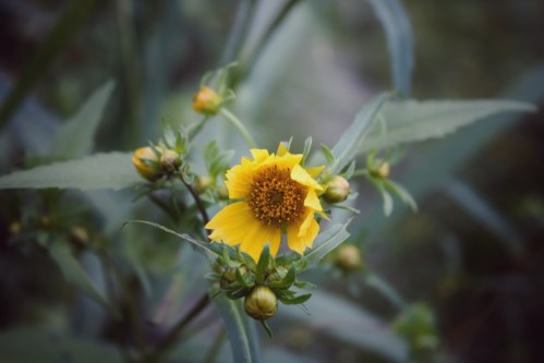 A close-up of a yellow flower surrounded by green leaves and buds, set against a blurred background.