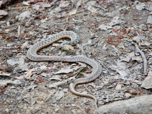 A snake slithers across a ground covered in dry leaves and dirt.