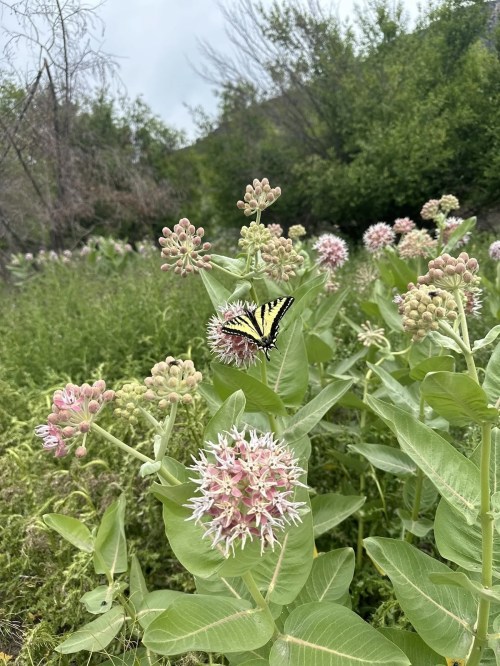 A butterfly rests on a cluster of pink and white flowers in a lush green field.
