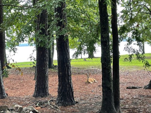 A deer resting on the ground among trees, with a lake visible in the background.