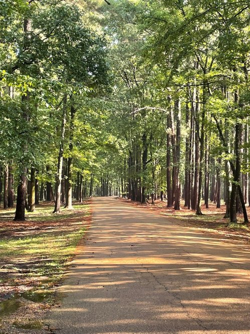 A serene, tree-lined road surrounded by lush greenery and dappled sunlight filtering through the leaves.