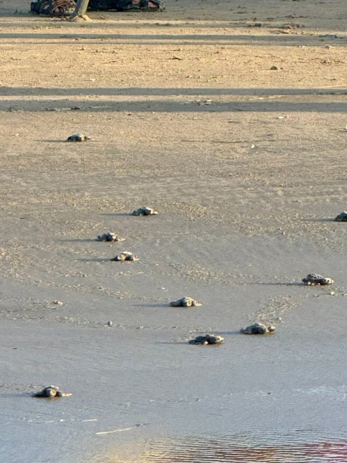 A line of baby turtles making their way across a sandy beach towards the ocean.