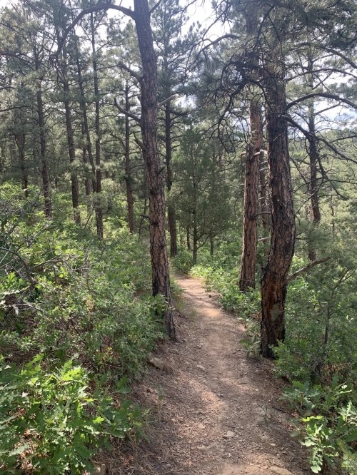 A narrow dirt path winds through a lush forest of tall pine trees and green underbrush.