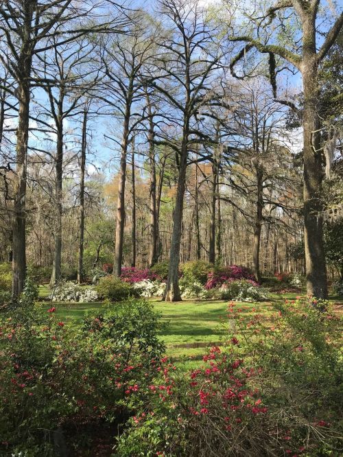 A serene garden scene with tall trees and colorful blooming flowers under a clear blue sky.