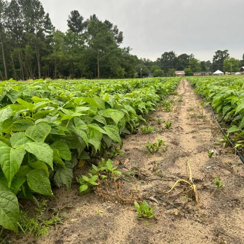 A lush green bean field stretches into the distance, with rows of plants and a cloudy sky overhead.