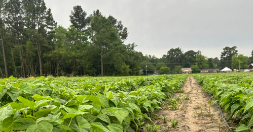 A lush green field of plants stretches into the distance, bordered by trees under a cloudy sky.