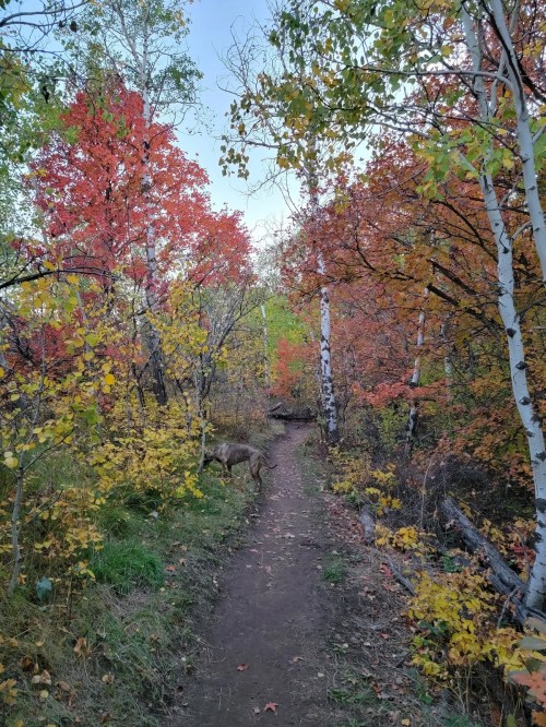 A scenic trail surrounded by vibrant autumn foliage in shades of red, orange, and yellow, with a dog in the background.