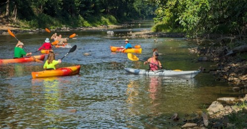 A group of people kayaking on a calm river surrounded by trees on a sunny day.