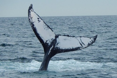 A whale's tail emerges from the ocean, creating splashes in the water against a gray sky.