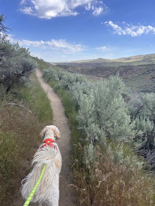 A dog on a leash walks along a dirt path surrounded by greenery and hills under a blue sky with clouds.
