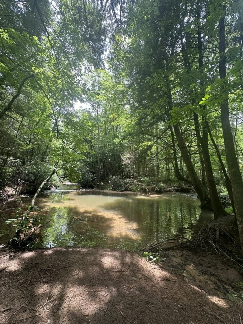 A serene forest scene featuring a calm, shallow pond surrounded by lush green trees and sunlight filtering through the leaves.