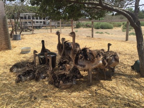 A group of ostriches resting under a tree in a farmyard, surrounded by straw and a fenced area.