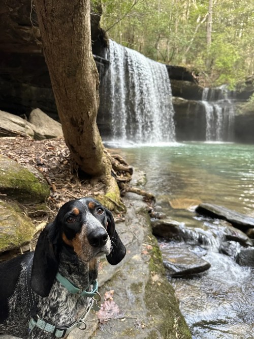 A dog stands by a serene waterfall, surrounded by lush greenery and rocky terrain.