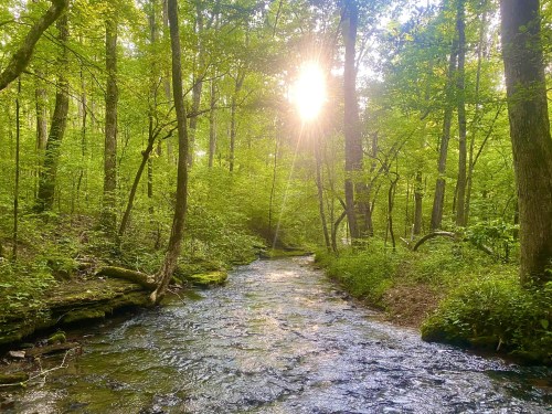 A serene forest scene with a sunbeam shining through trees over a gently flowing creek.