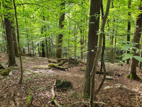 A lush green forest with tall trees, moss-covered rocks, and a winding path through the underbrush.
