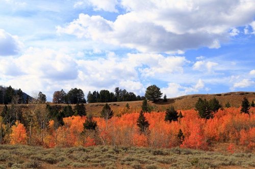 Vibrant autumn foliage in shades of orange and yellow, with a backdrop of green trees and a blue sky with clouds.