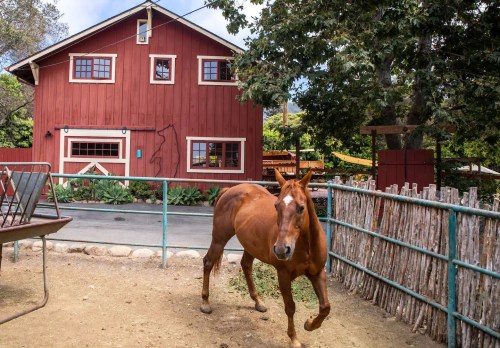 A brown horse walks near a rustic red barn surrounded by greenery and a wooden fence.