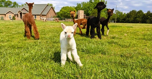 A group of alpacas in a grassy field, with a white cria in the foreground and several adults in the background.