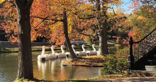A serene lake scene with swan-shaped paddle boats and vibrant autumn foliage reflecting in the water.