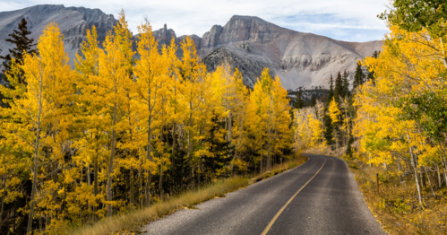 A winding road surrounded by vibrant yellow aspen trees and mountains in the background under a clear sky.
