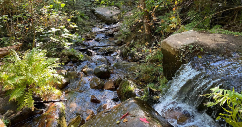 A serene forest stream flows over rocks, surrounded by lush greenery and autumn leaves.
