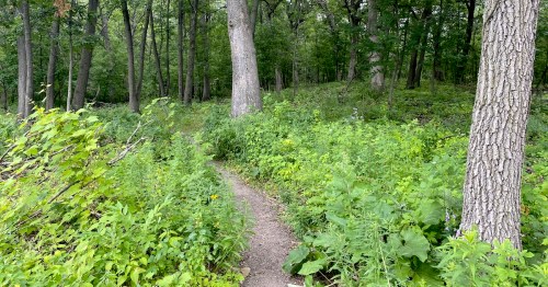 A narrow dirt path winds through a lush green forest filled with trees and dense foliage.