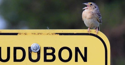 A small bird perched on a yellow sign, singing with its beak open, against a blurred green background.
