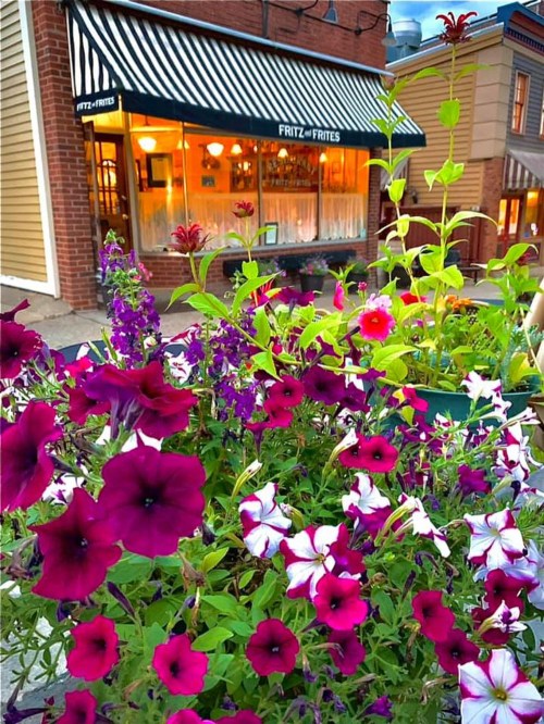 Colorful flowers in the foreground with a restaurant window in the background, featuring striped awnings.