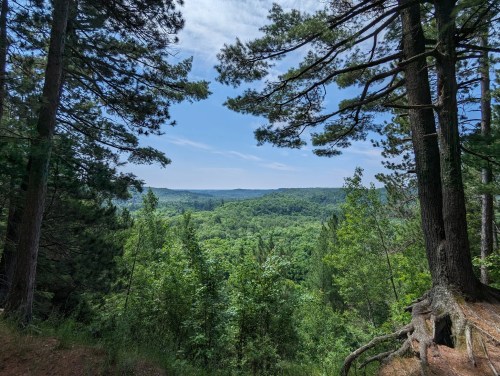 A scenic view of a lush green valley framed by tall pine trees under a bright blue sky.