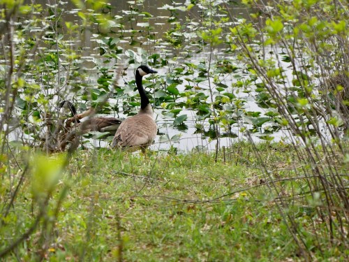 A Canada goose stands near a pond, surrounded by greenery and water plants.
