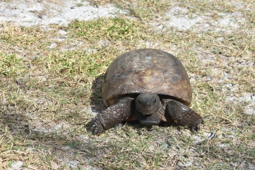 A tortoise slowly moves across a grassy area, showcasing its textured shell and limbs.