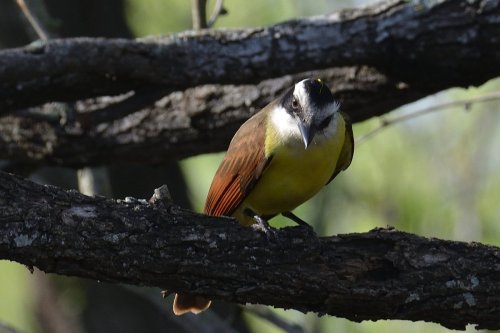 A small bird with a yellow belly and brown wings perched on a branch, looking curiously at the viewer.