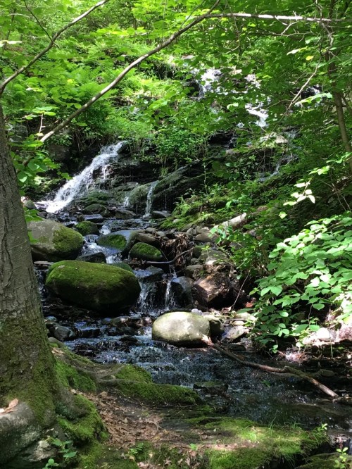 A serene forest scene featuring a small waterfall cascading over rocks, surrounded by lush green foliage.