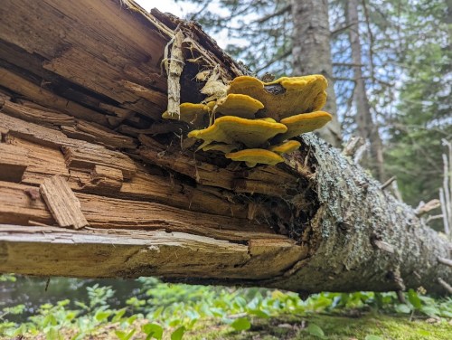 A close-up of a fallen log in a forest, featuring yellow mushrooms growing on its side.