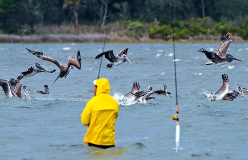 A person in a yellow raincoat fishes as pelicans dive into the water nearby, creating splashes in a coastal setting.