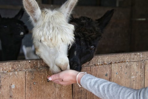 Two llamas, one white and one black, lean over a wooden fence to eat from a person's hand.