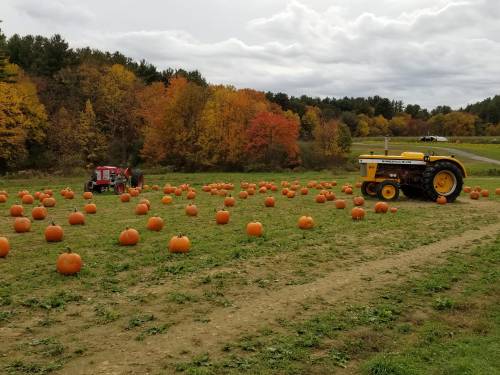 A pumpkin patch with numerous pumpkins scattered across a field, featuring a vintage tractor and colorful autumn trees.