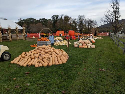 A variety of pumpkins and squash displayed on a grassy field, with trees and a tent in the background.