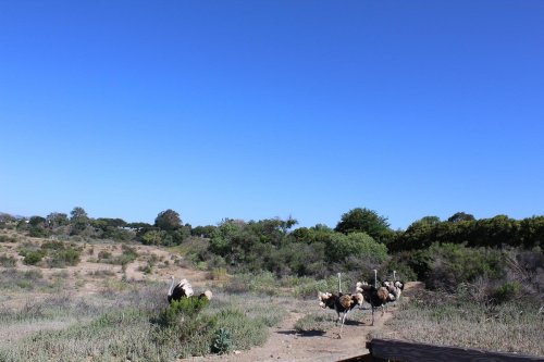 A group of ostriches walking through a dry, open landscape under a clear blue sky.