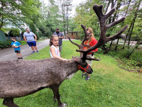 A reindeer with large antlers stands on grass as children and adults interact with it in a wooded area.