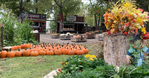fall scenery including a small pumpkin patch, bins of pumpkins, a sugar shack and a general store building atLittle Munchkins Pumpkin Patch in Alma, KS