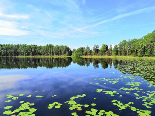 A serene lake surrounded by lush greenery and lily pads, reflecting a clear blue sky and trees.