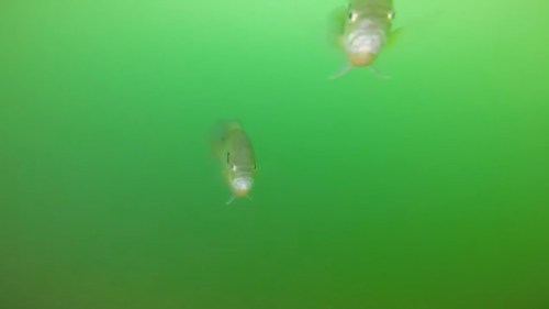 Two fish swimming in murky green water.