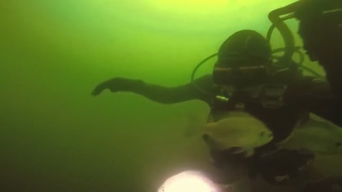 A diver underwater reaching out to a fish in murky green water, with a light illuminating the scene.