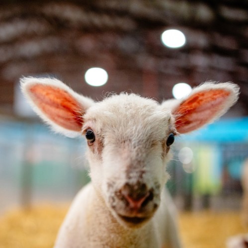 A close-up of a young lamb with big ears and curious eyes, set against a blurred background of a barn.
