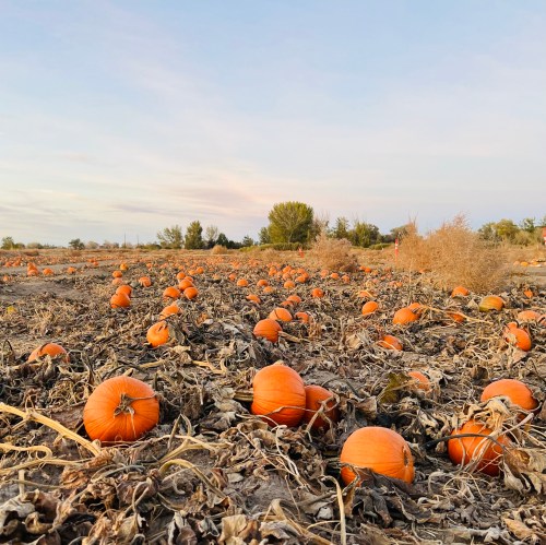 A pumpkin patch with scattered pumpkins on the ground, surrounded by dry vines and a clear sky in the background.