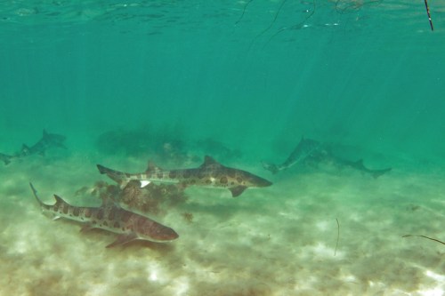 A group of sharks swimming in clear turquoise water over a sandy ocean floor.